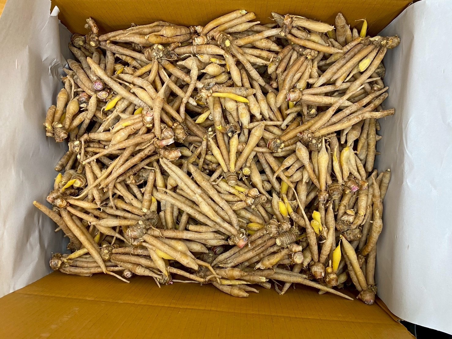 Fresh Galangal