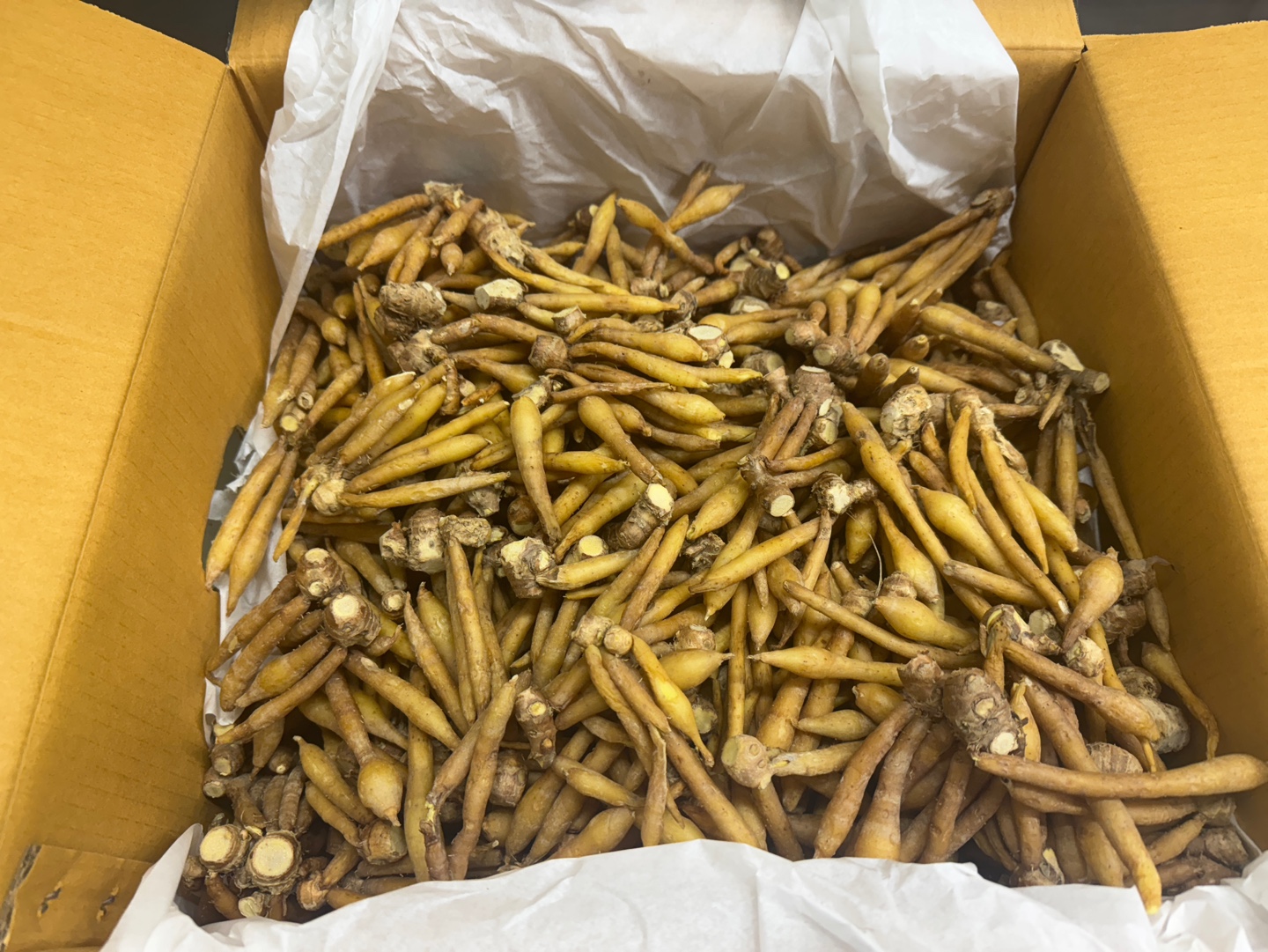 Galangal