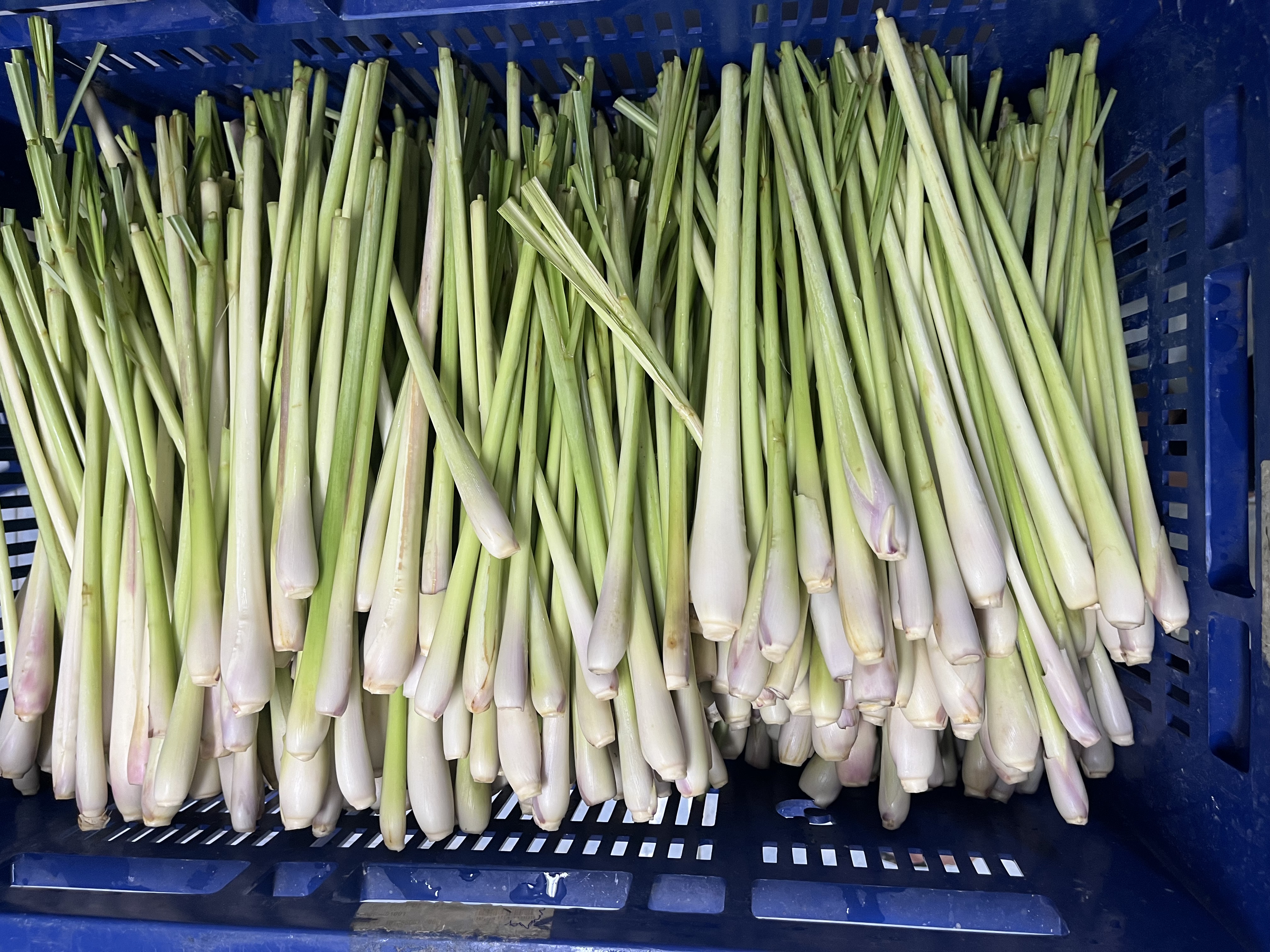Fresh Lemongrass