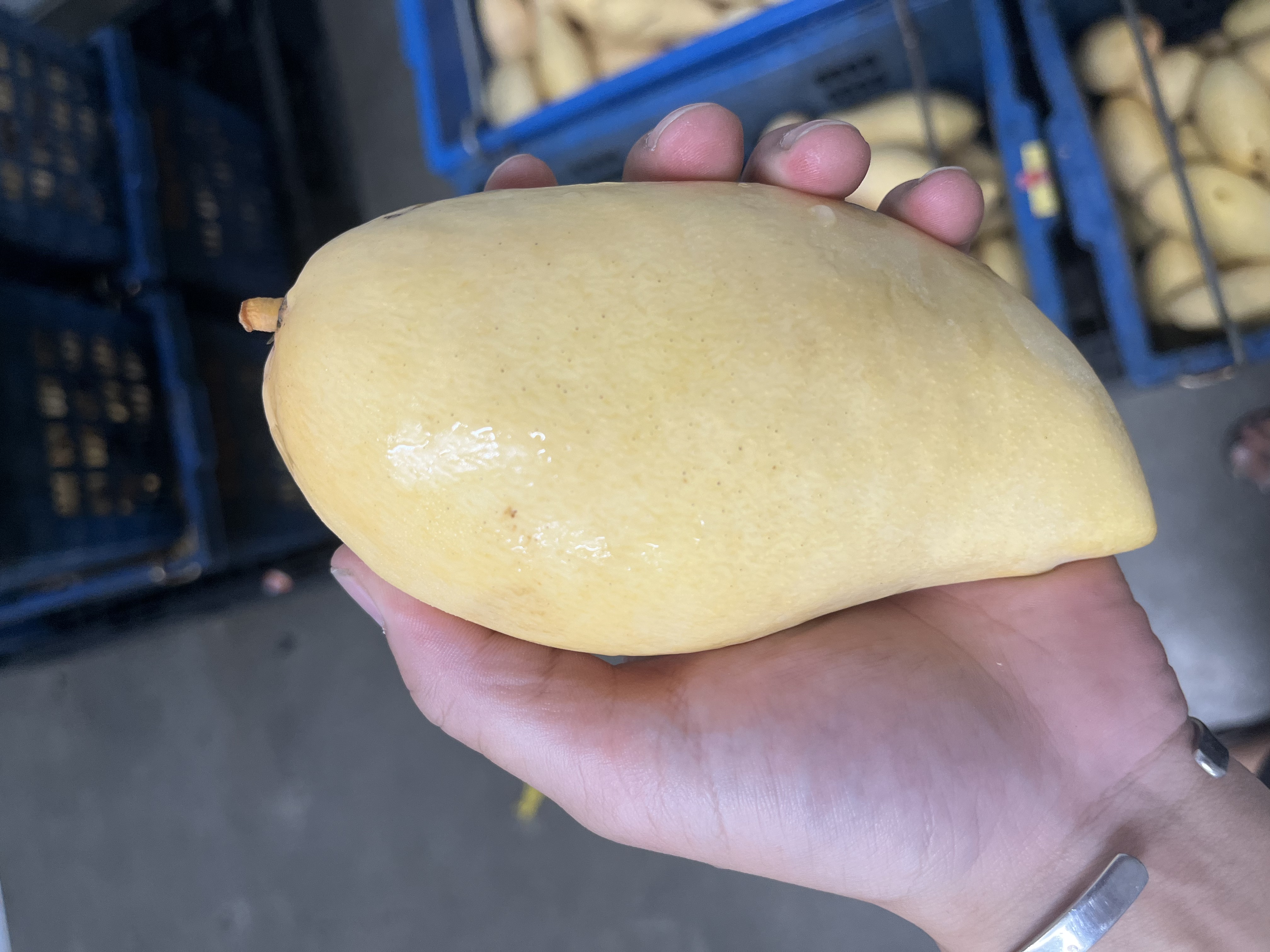 Nam Dok Mai mango