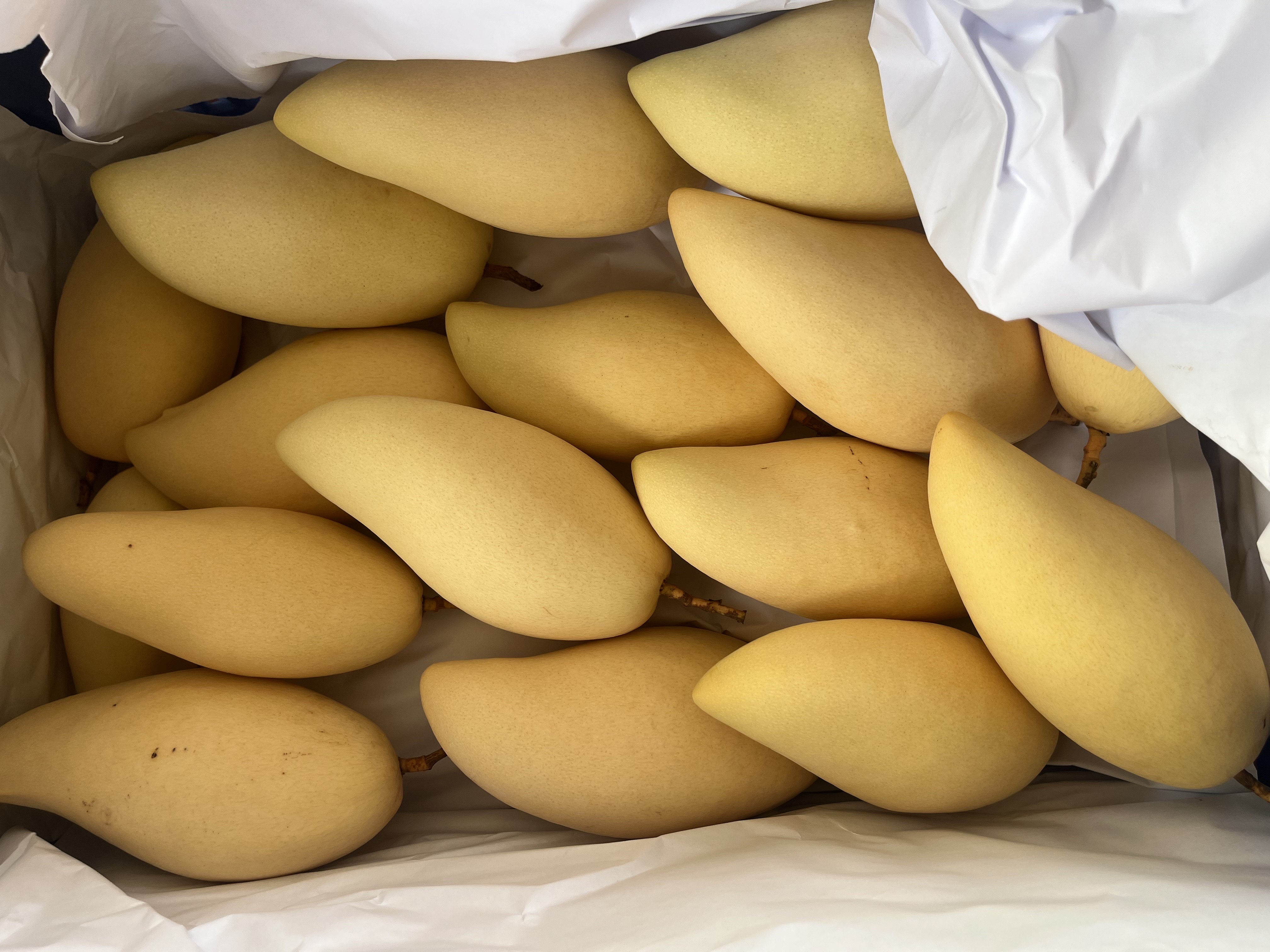 Sunflowers export Thailand