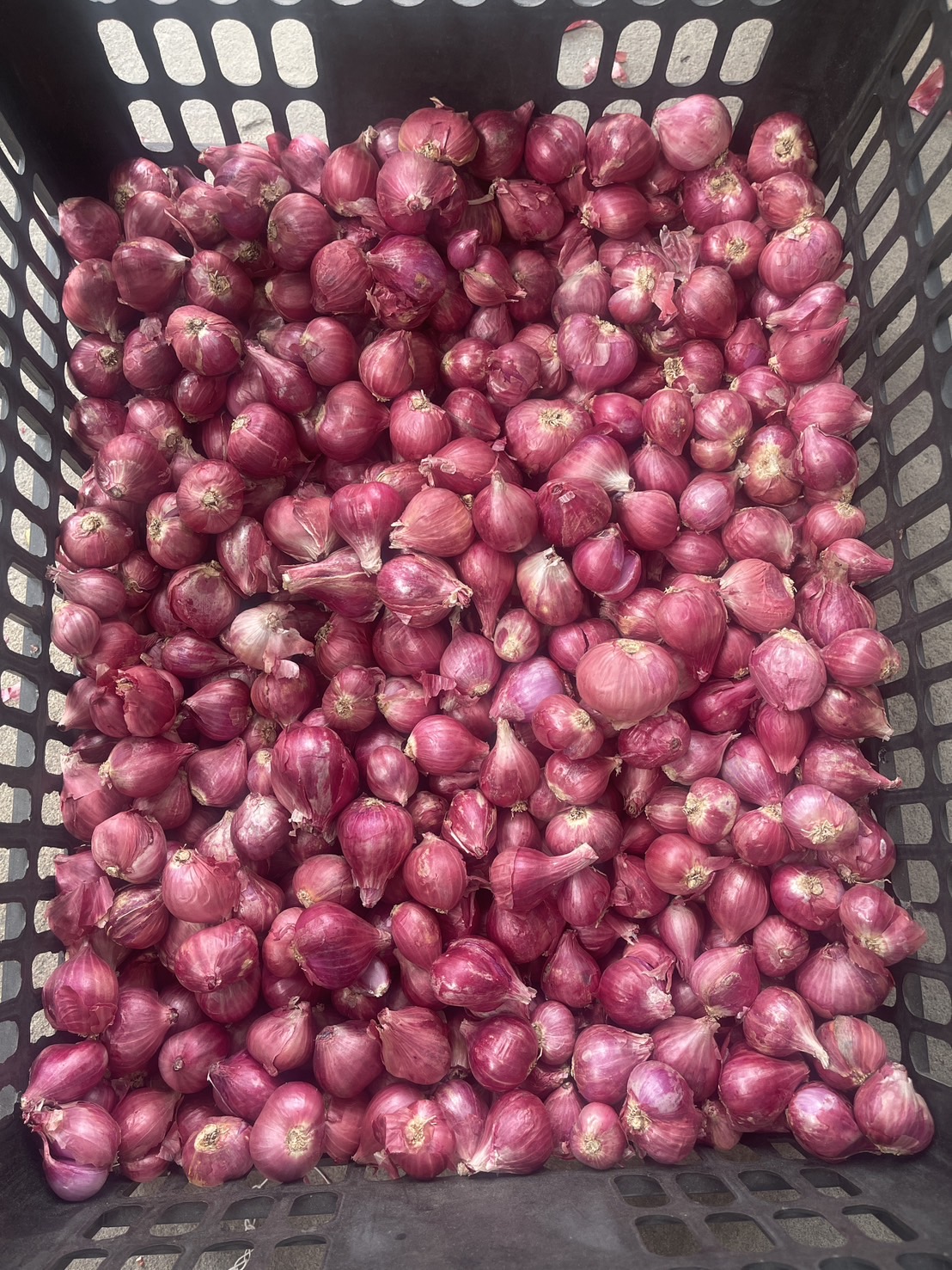 Red Shallots